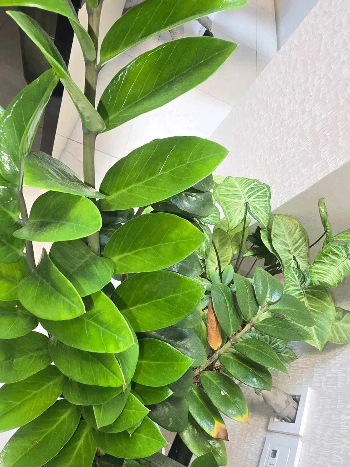 فروش تجاری بازار رویامال|فروش مغازه و غرفه|کیش, |دیوار