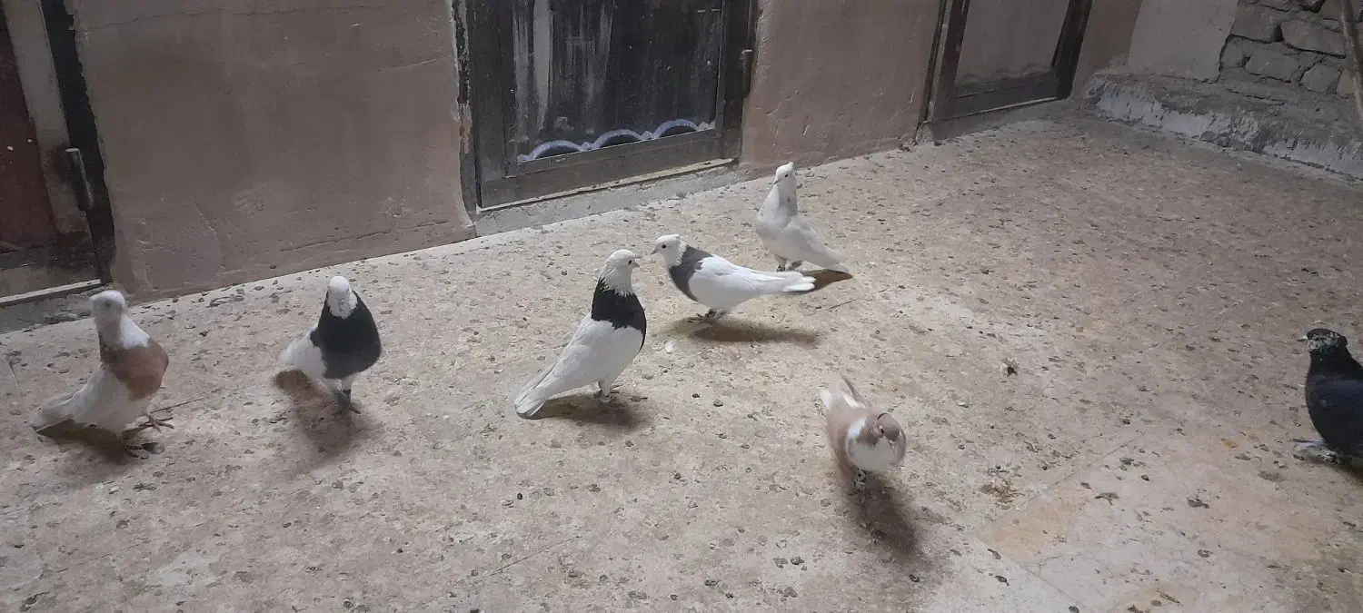 کفتر رنگی|پرنده|قم, انسجام|دیوار