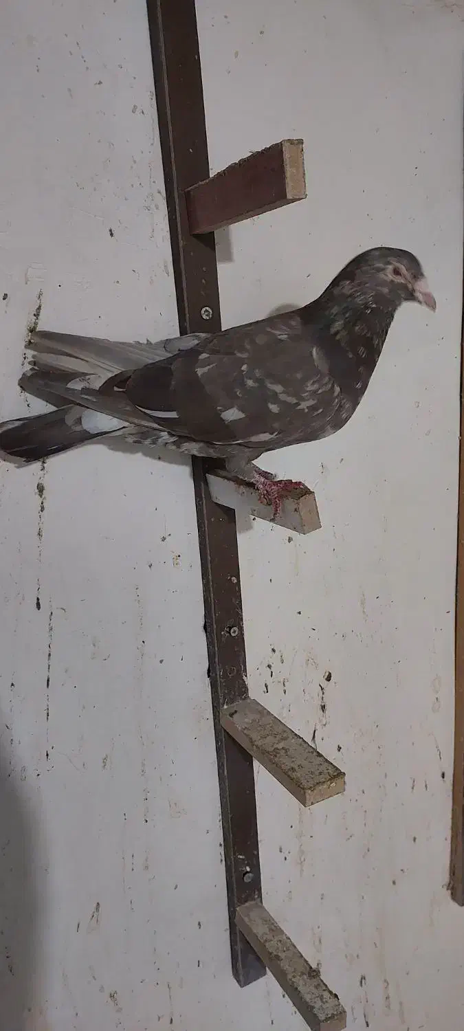 سار شکلاتی|پرنده|دلند, |دیوار