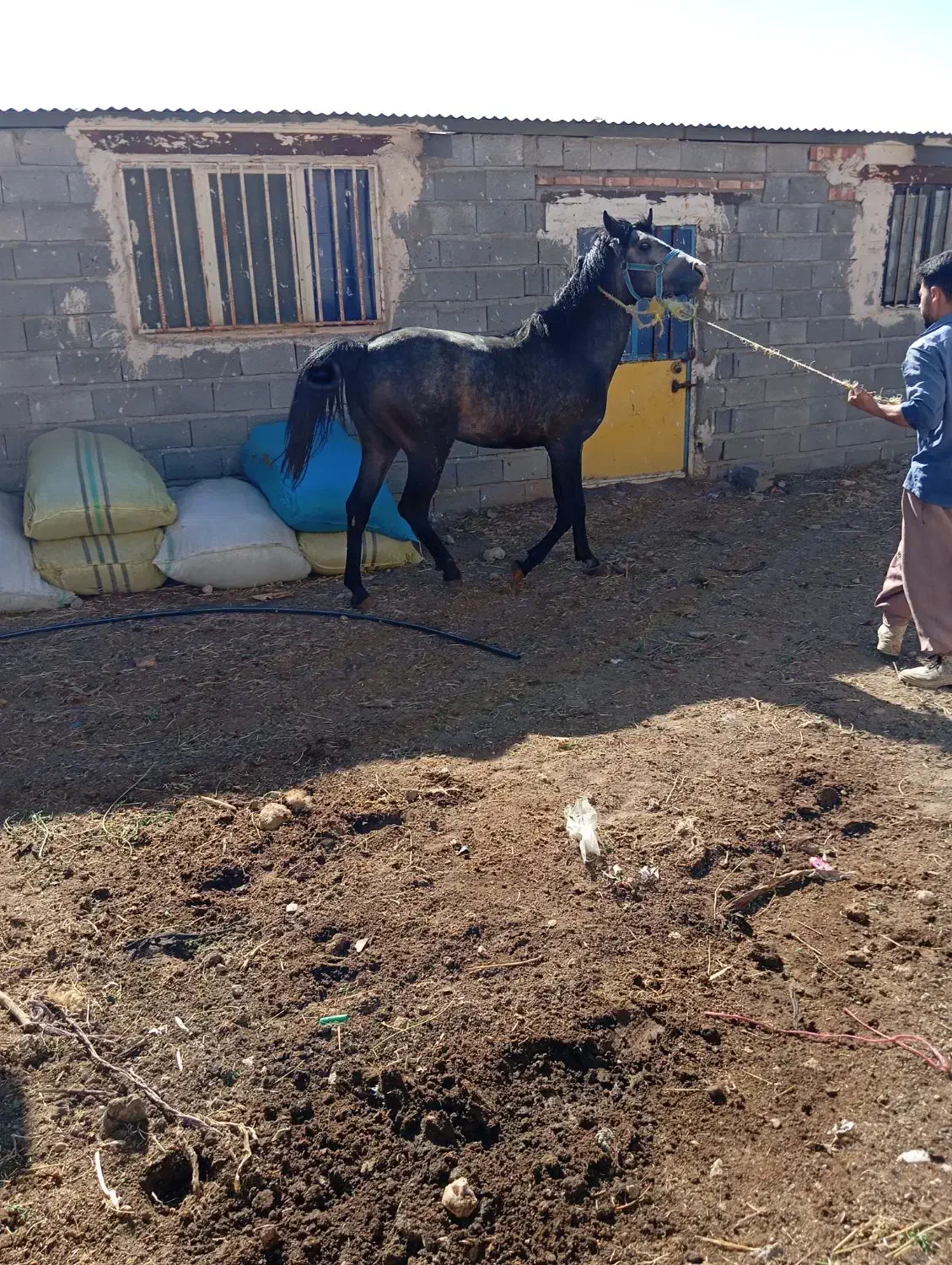 با سلا م یه دونه اسب 4ساله خوشتیپ دم گیر|اسب و تجهیزات اسبسواری|آذرشهر, |دیوار