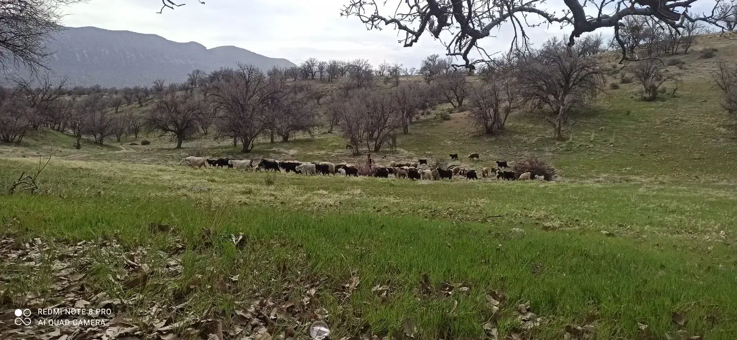 کاه یونجه|حیوانات مزرعه|یاسوج, |دیوار