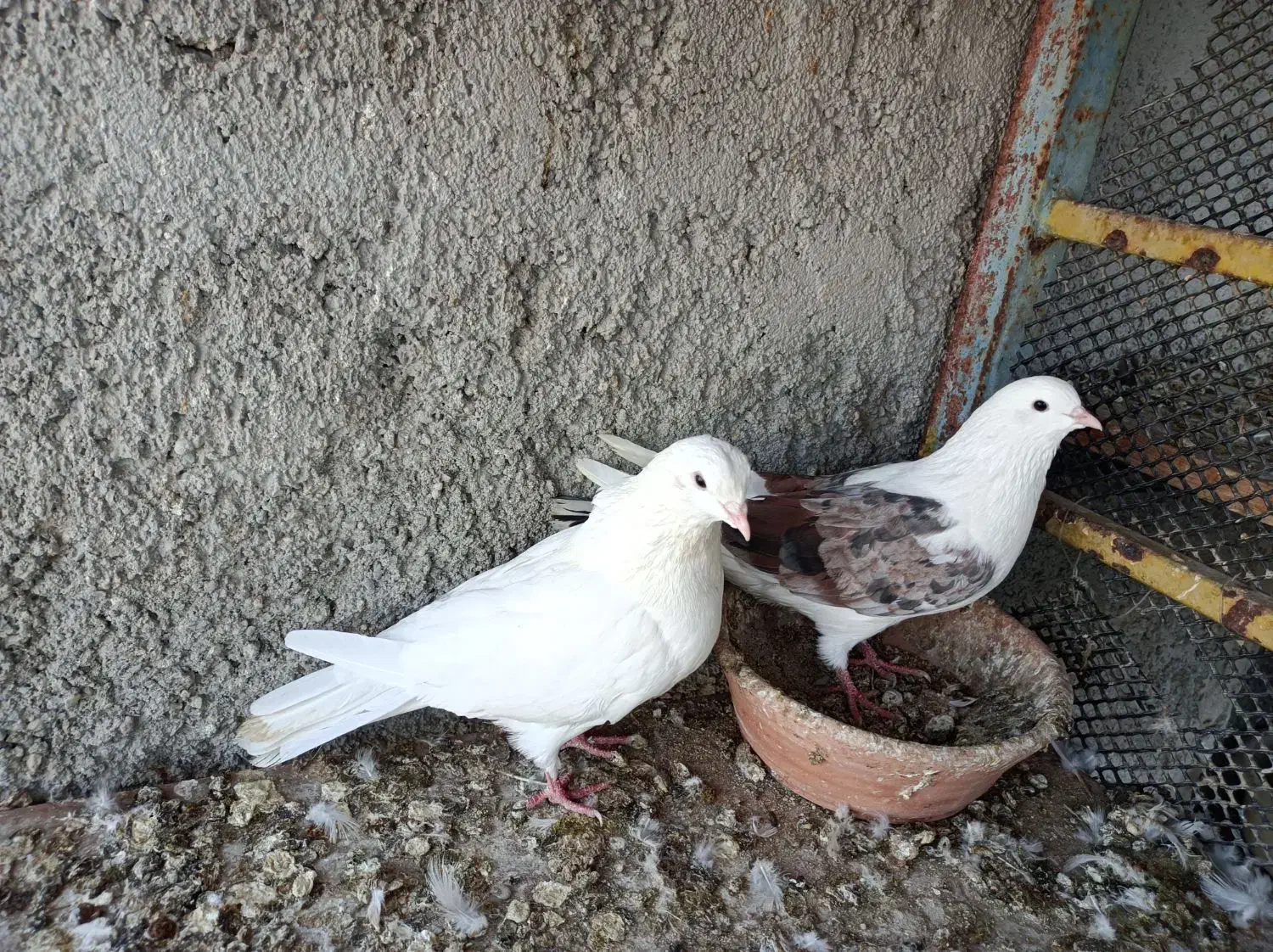 کبوتر دوکت|پرنده|بندرعباس, |دیوار