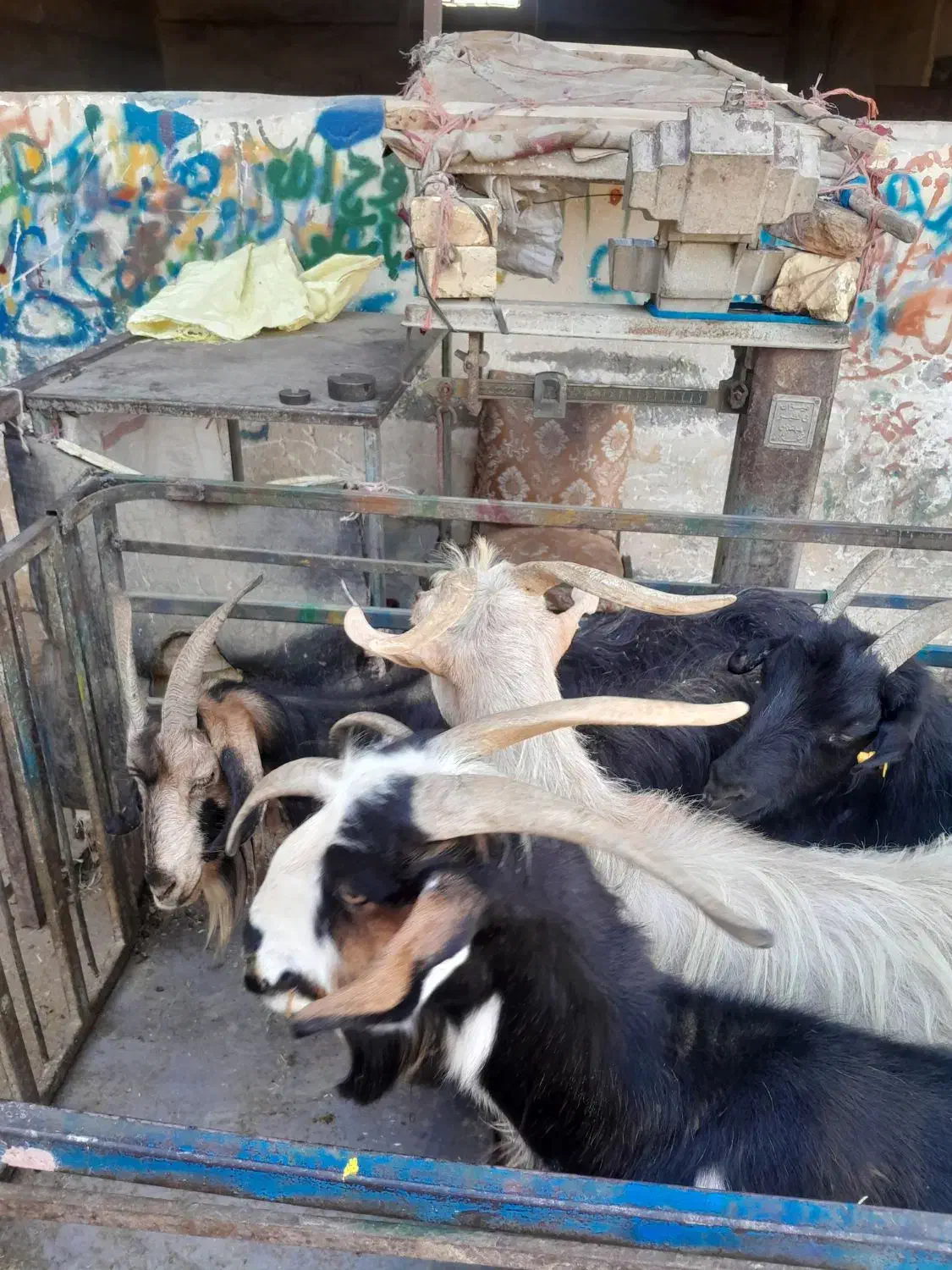 ۱۱تا بز بختیاری آبستن با ۱۱تا بزغاله بزرگ|حیوانات مزرعه|خمینی‌شهر, |دیوار