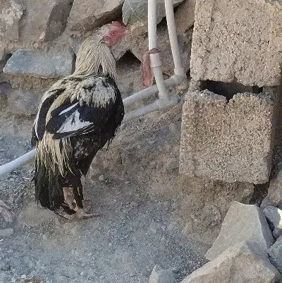 خروس محلی|حیوانات مزرعه|ایرانشهر, |دیوار