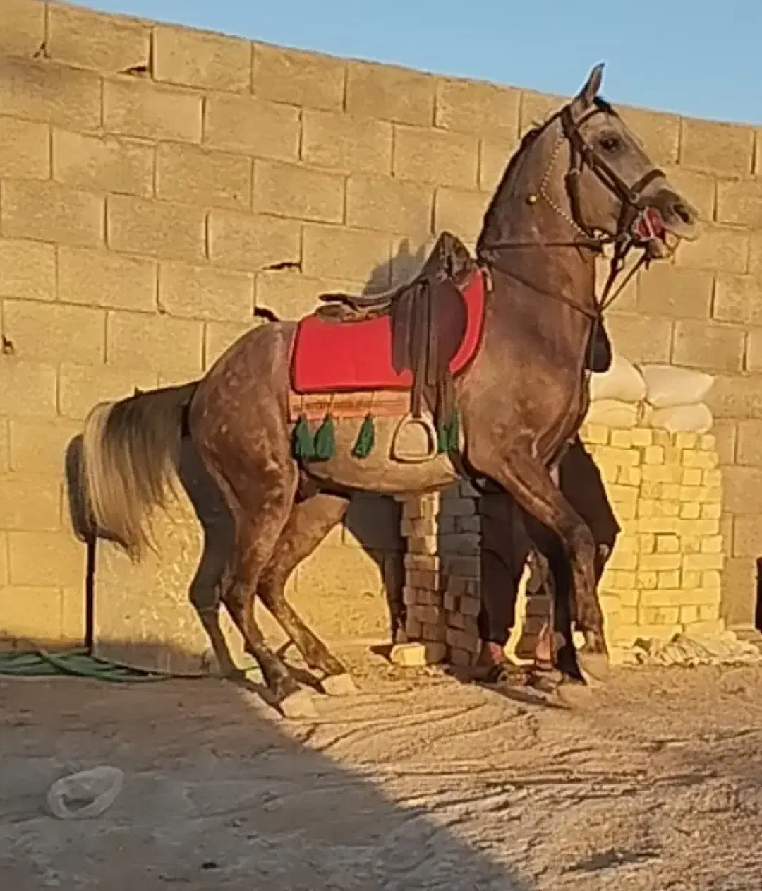اسب کرد نریان نیله|اسب و تجهیزات اسب‌سواری|برخوار, |دیوار