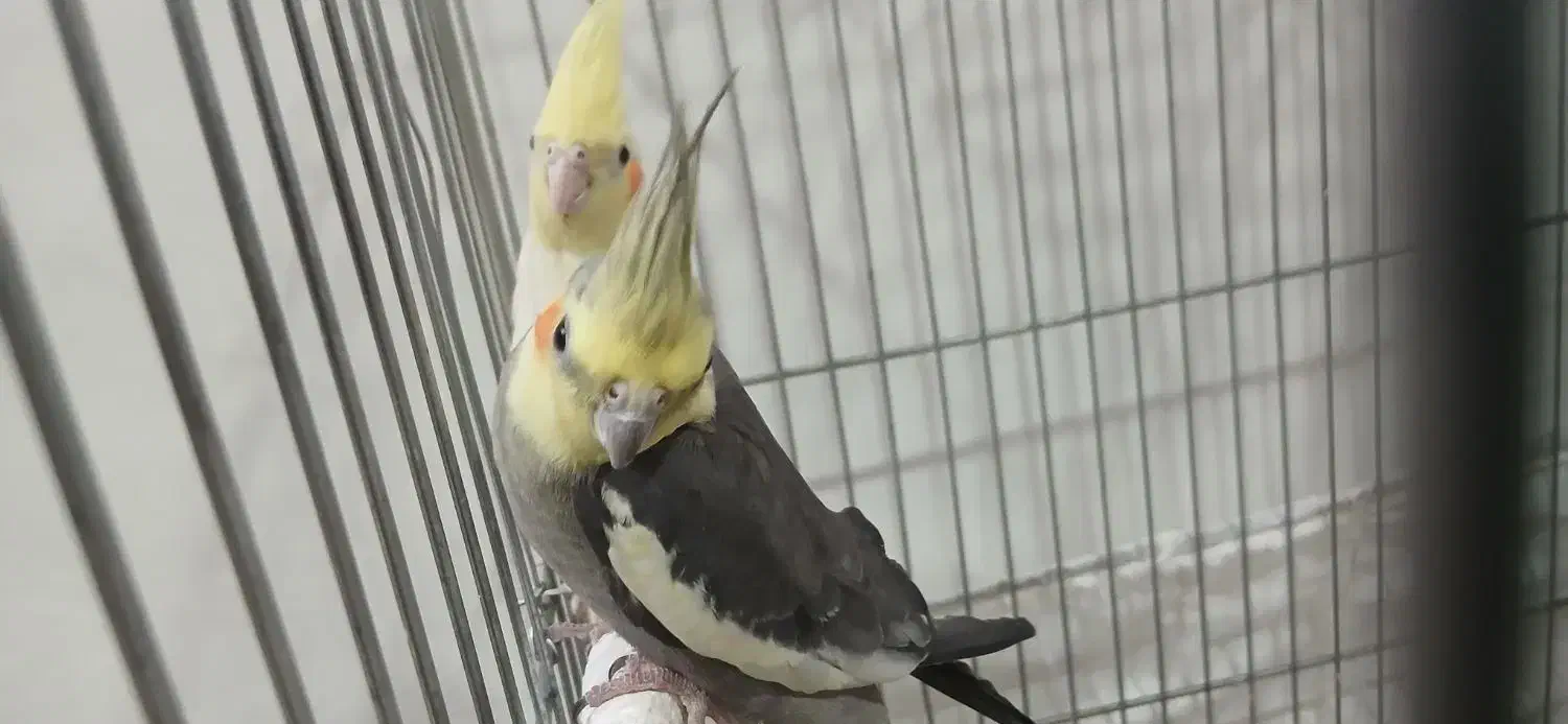 فروش عروس هلندی|پرنده|داراب, |دیوار