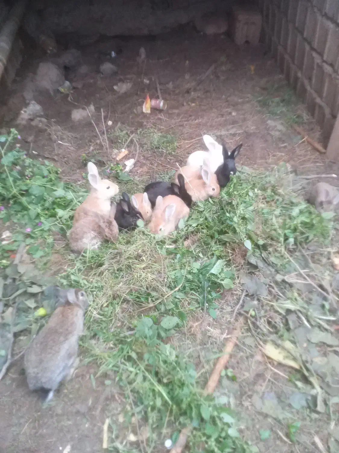 خرگوش جوان نر و ماده|موش و خرگوش|رحیم‌آباد, |دیوار