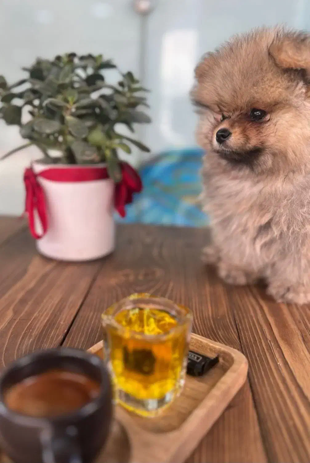 سگ پامر اصل دو سر خرسی ۳ ماه|سگ|چهارباغ, |دیوار