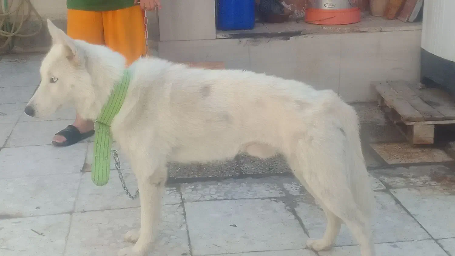 هاسکی نر|سگ|اهواز, کوی فرهنگیان ۱|دیوار