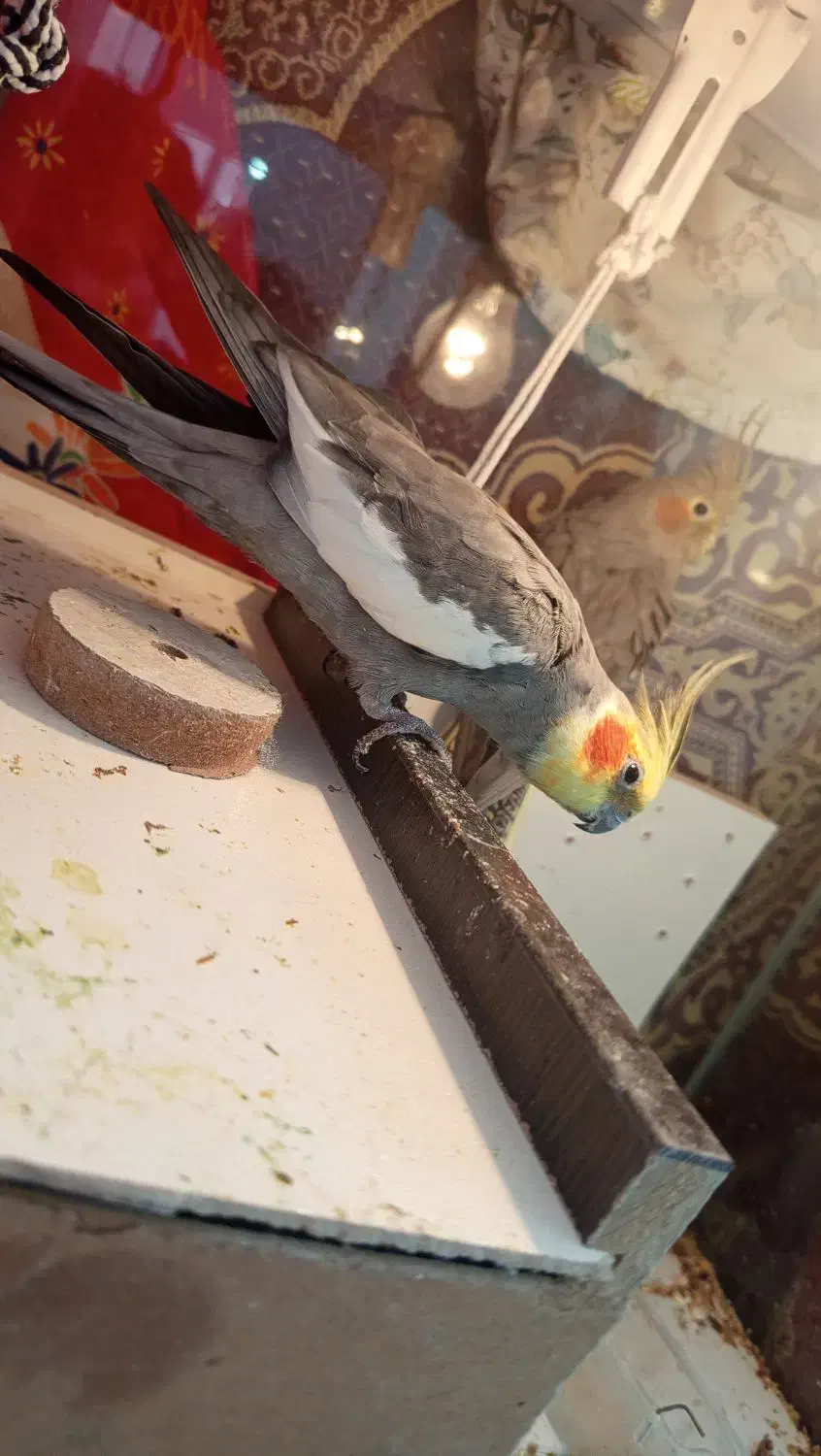 تخم گذارن|پرنده|اهر, |دیوار