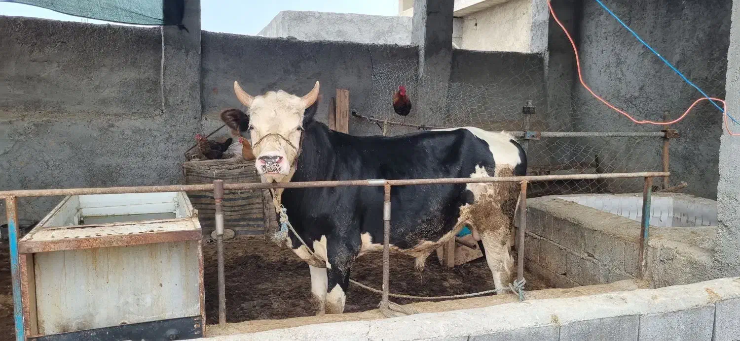 گوساله نر|حیوانات مزرعه|جم, |دیوار