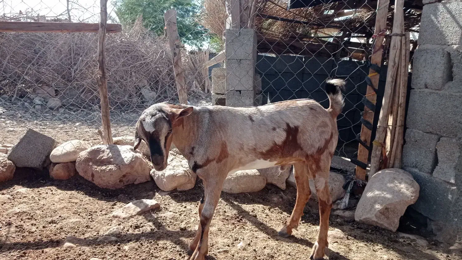 کهر چاق سرحال ۵ ماه ۹ملیون|حیوانات مزرعه|شمیل, |دیوار