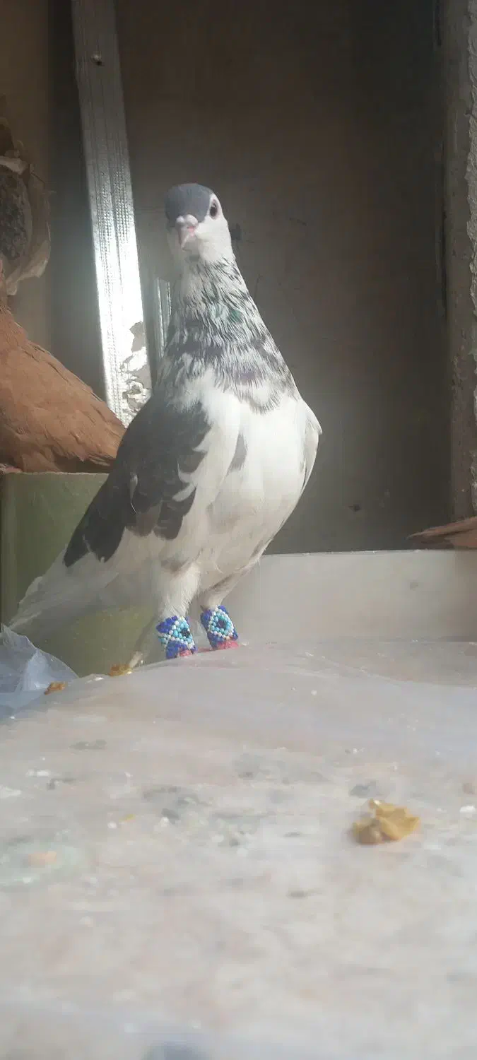 کفتر 40 سانتی نوک ریز چشم نوک سفید سرخ نر چادری|پرنده|فردیس, شهرک ۱۱۰|دیوار