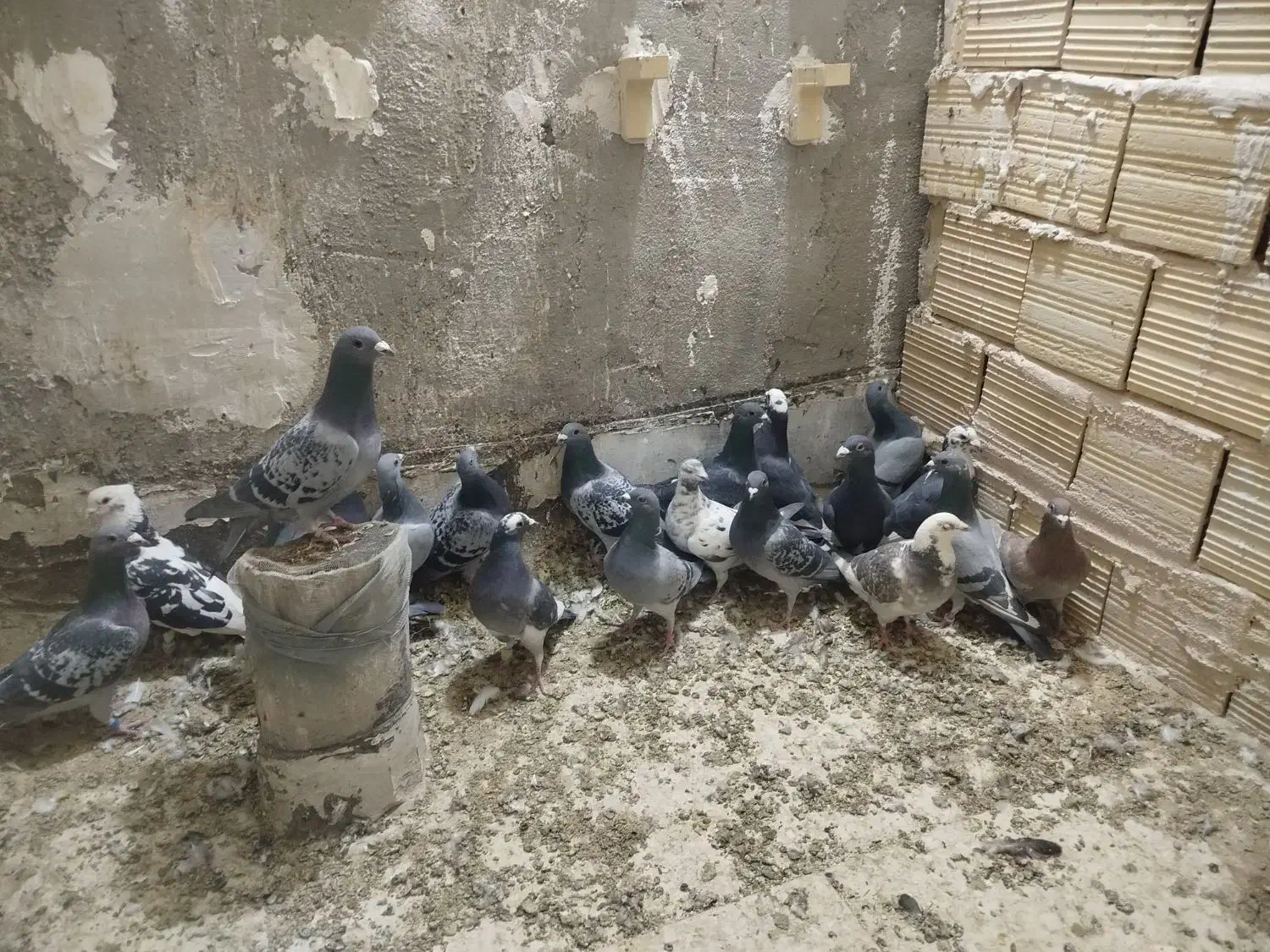 نر پلاکی|پرنده|بافق, |دیوار