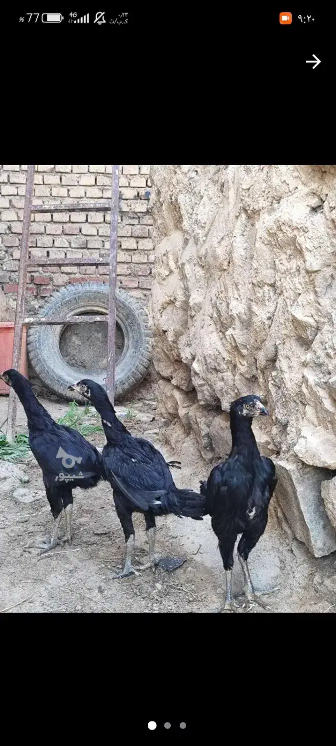 مرغ لاری معاوضه با خروس|حیوانات مزرعه|اشنویه, |دیوار