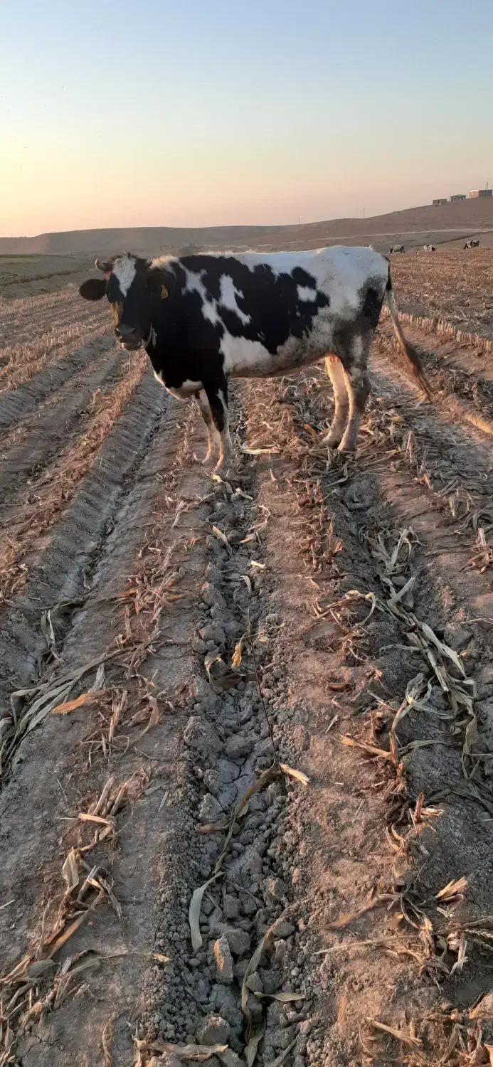 دو عدد گاو آبستن ۷ماهه|حیوانات مزرعه|قشلاق دشت, |دیوار