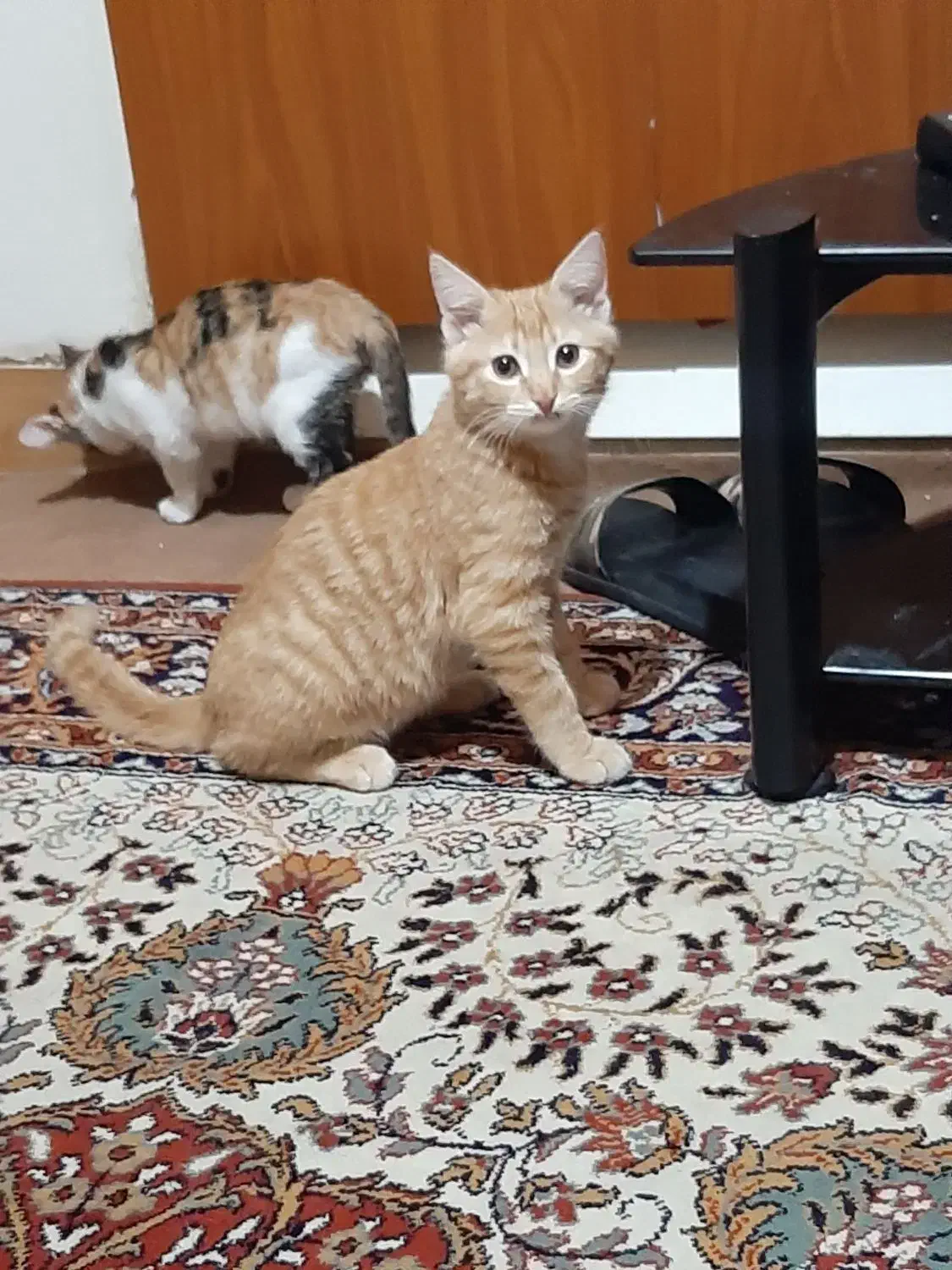 دو عدد گربه بازیگوش با مزه واگذار میگردد|گربه|صدرا-فارس, فاز ۱|دیوار