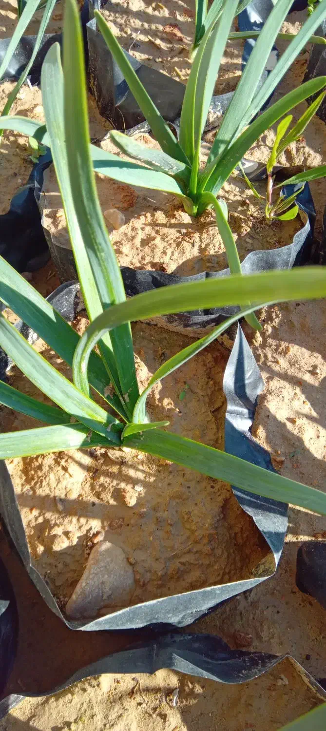 گل نرگس|گل و گیاه طبیعی|خفر, |دیوار