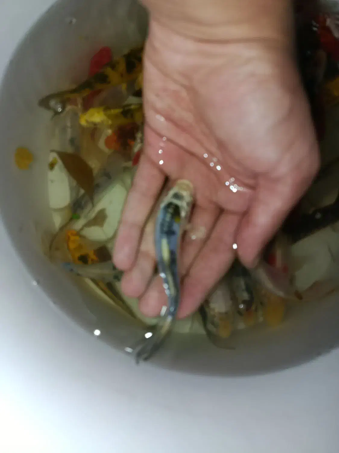 ماهی کوی باله بلند و کوتاه ، گلدفیش ، قرمز مولد|ماهی|اراک, |دیوار