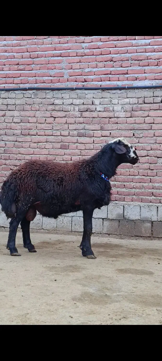 بره و قوچ و میش|حیوانات مزرعه|مراغه, |دیوار