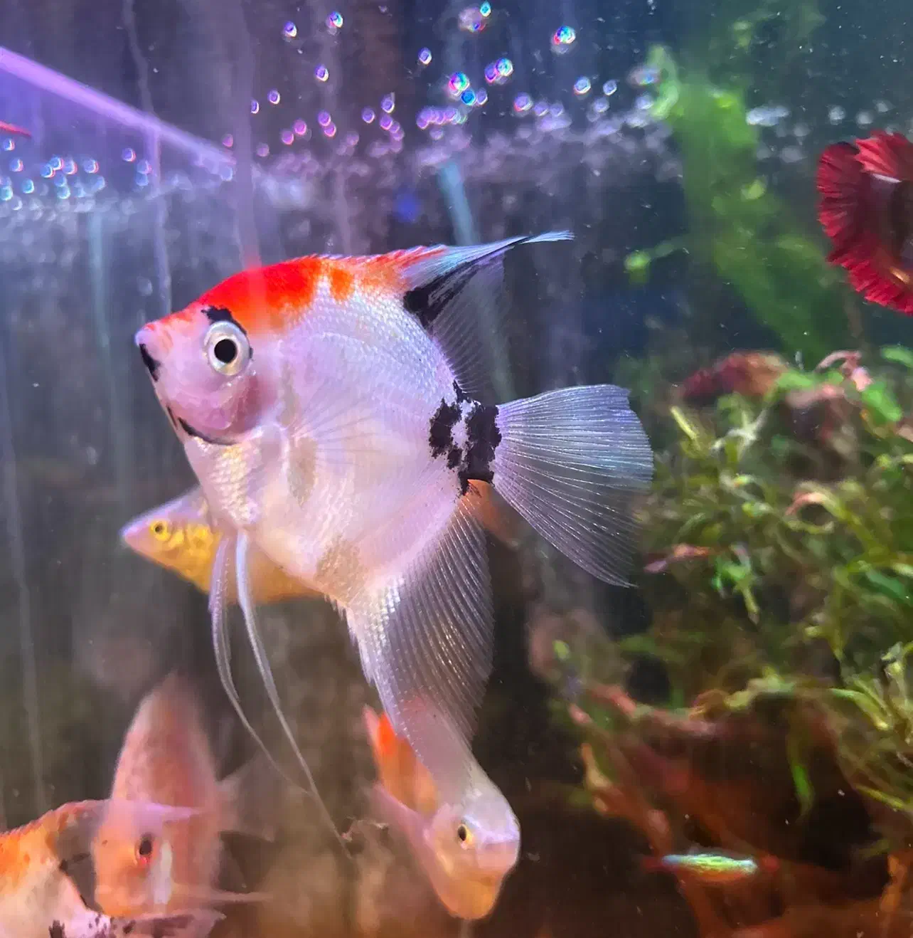 ماهی پلنت ۱۲۰۰|ماهی|تهران, یوسف‌آباد|دیوار