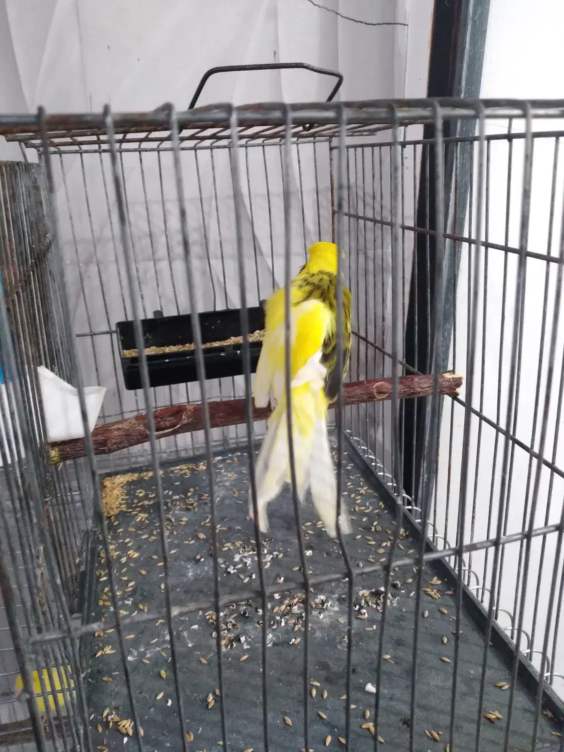 جوجه قناری رسمی بلند|پرنده|مهدی شهر, |دیوار