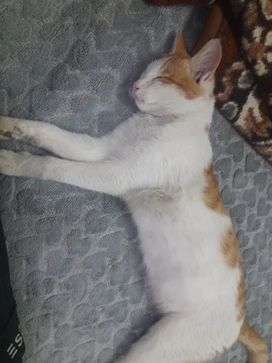 گربه زیبا خانگی مهربان|گربه|خوی, |دیوار