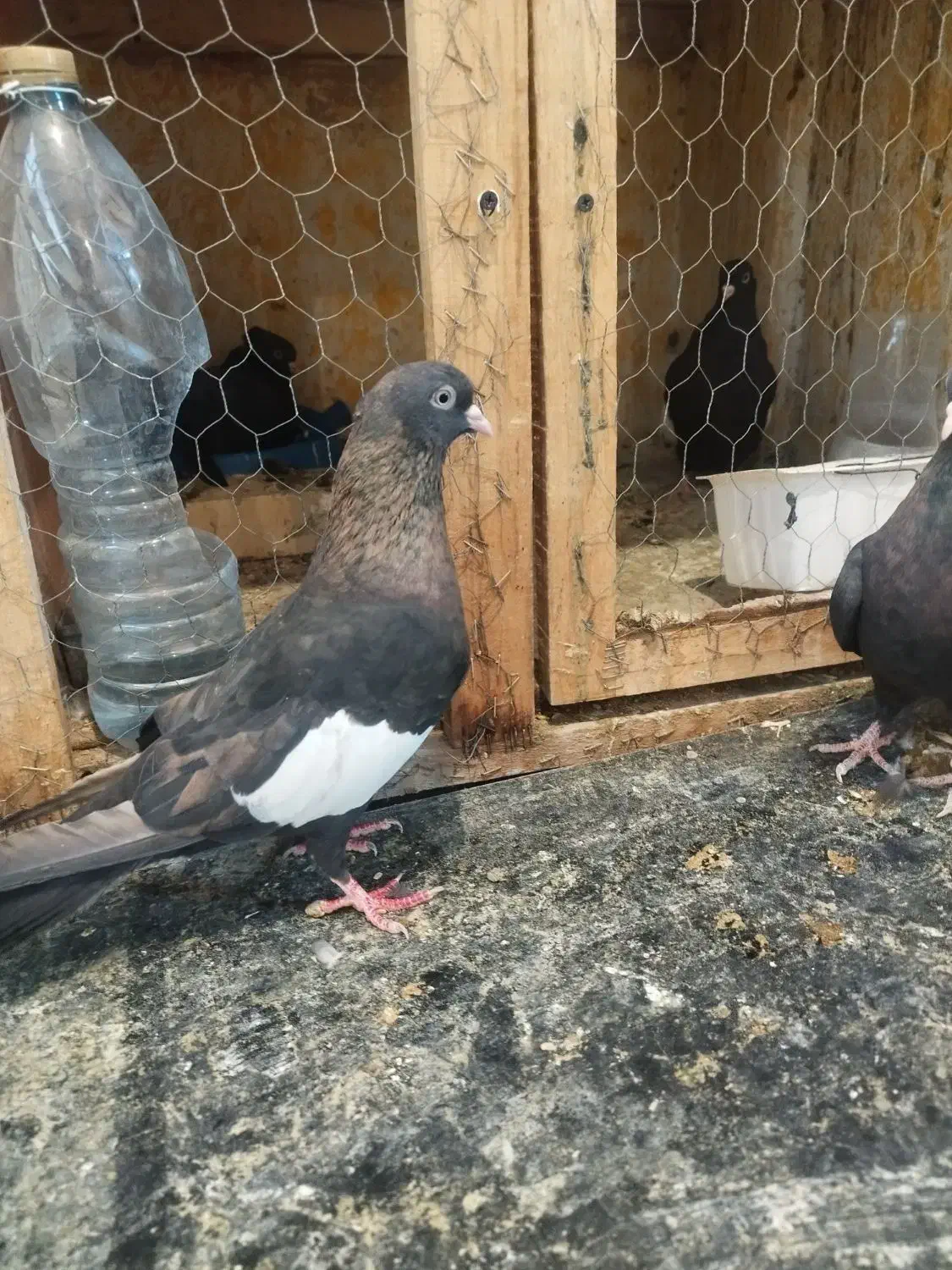 سرک تافت ای نر چشم نوک سفید|پرنده|شیراز, کوی زهرا|دیوار