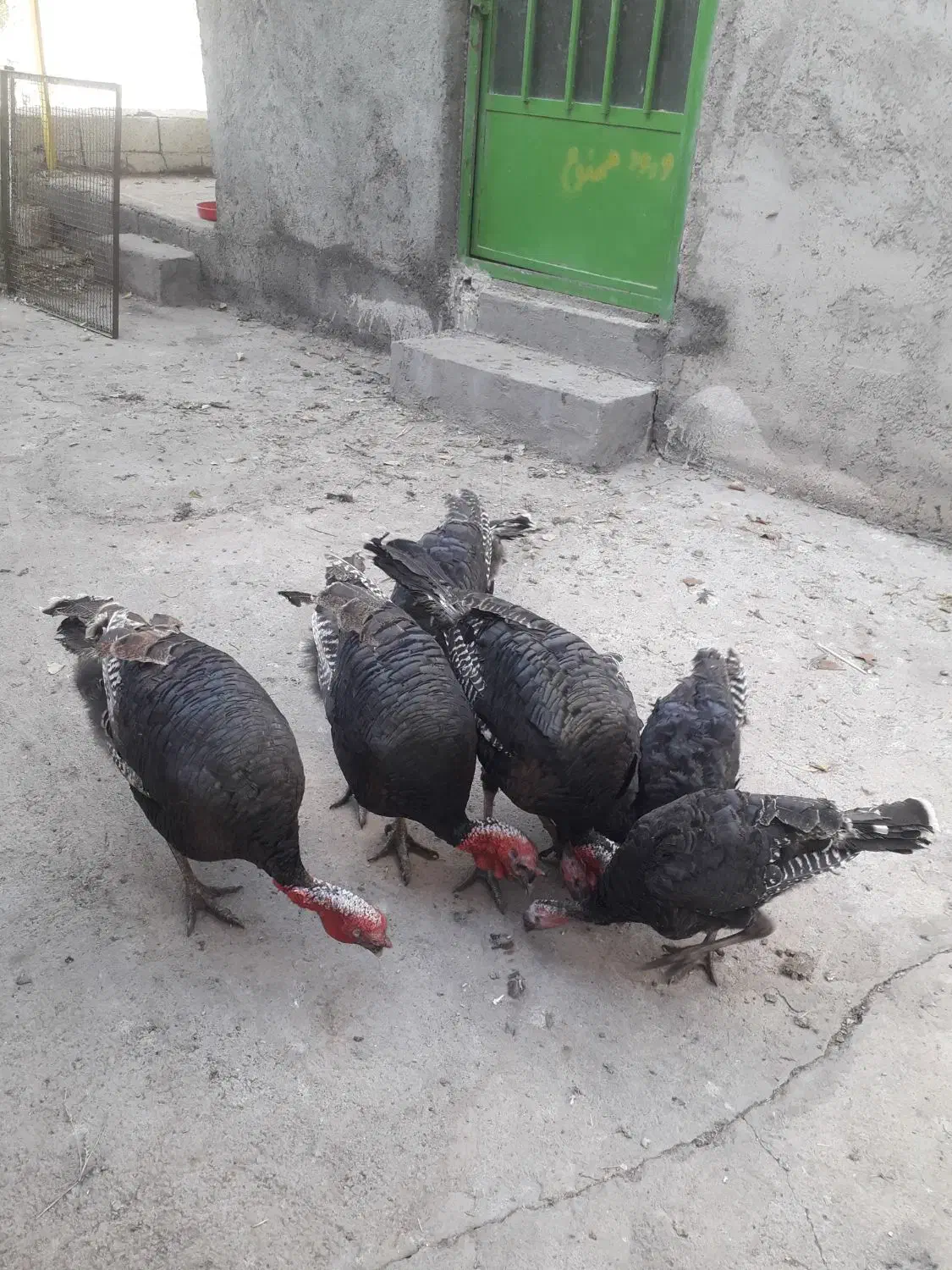 فروش بوقلمون برنزی|حیوانات مزرعه|میانه, |دیوار