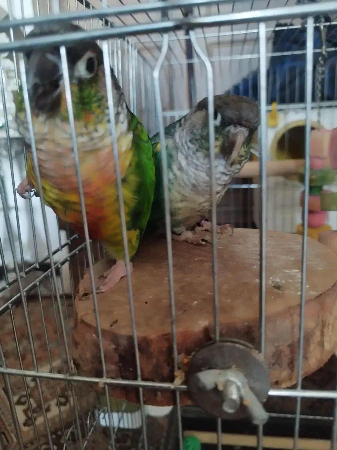 یک جفت گرینچیک نروماده به همراه قفس|پرنده|هشتگرد, شهرک ولیعصر (مهستان)|دیوار