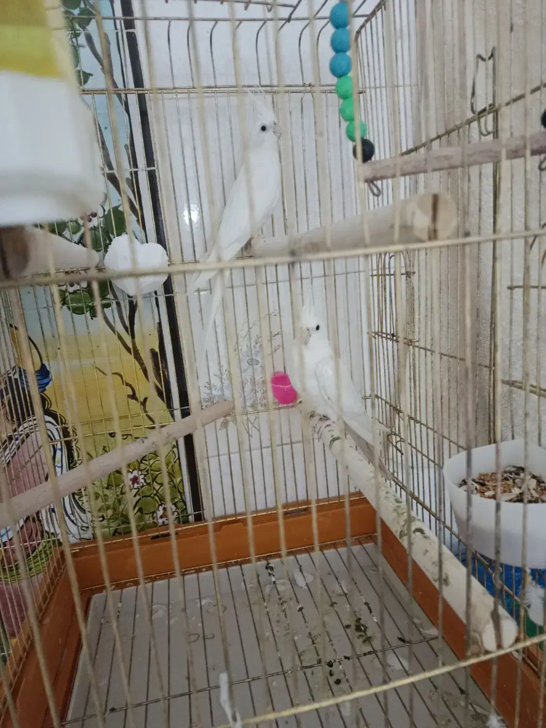 عروس هلندی|پرنده|کوهدشت, |دیوار