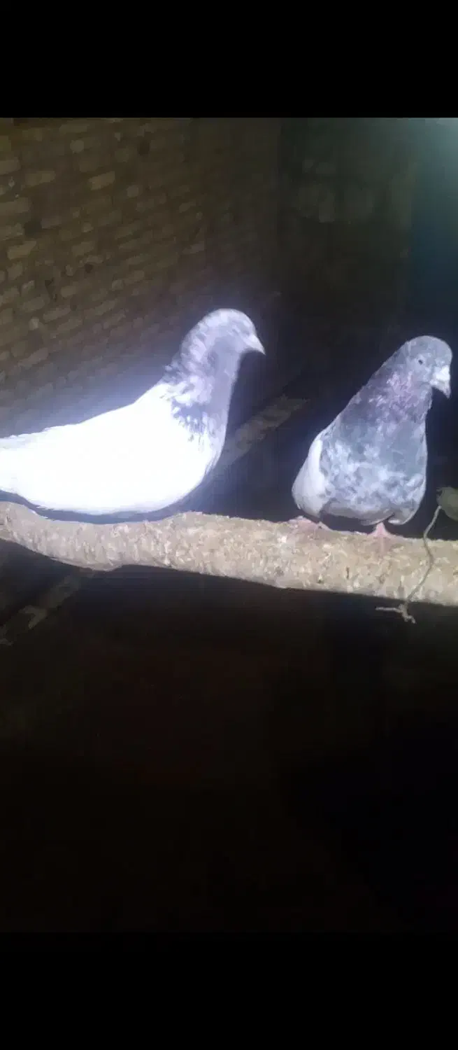 پرنده|پرنده|ترکمانچای, |دیوار