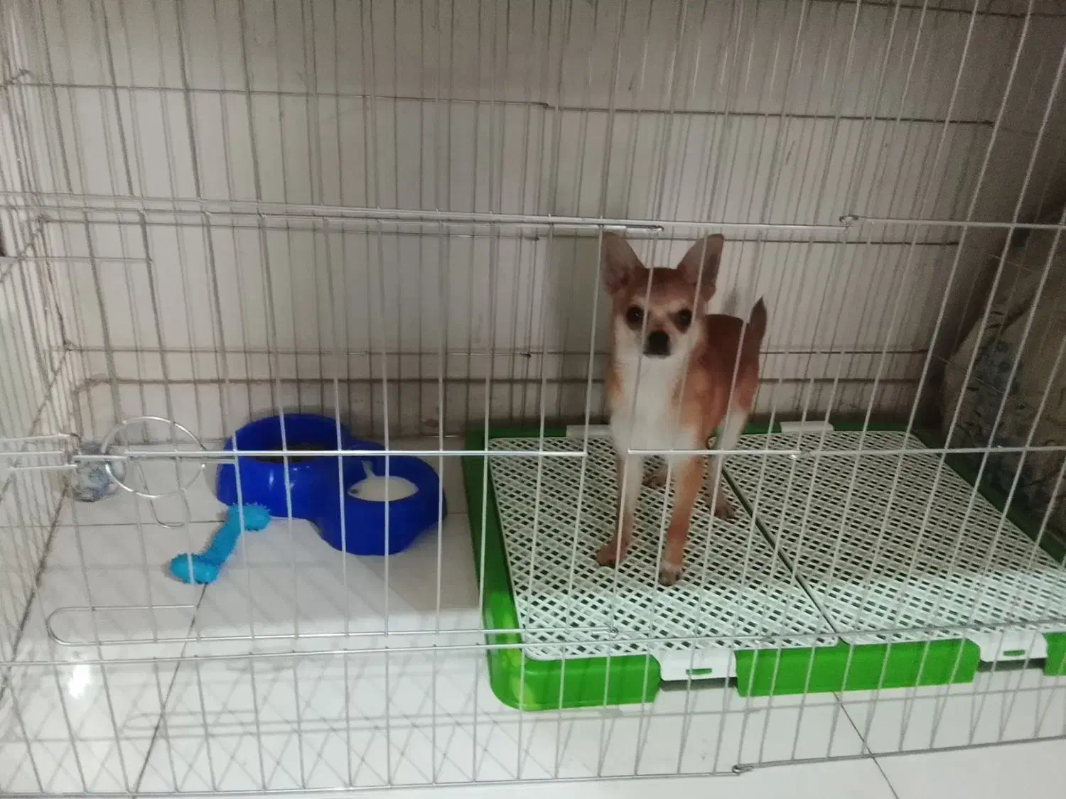 سگ شیواواقیمت33تخفیف کوچیکم دارع|سگ|ری, صفاییه (چشمه علی)|دیوار