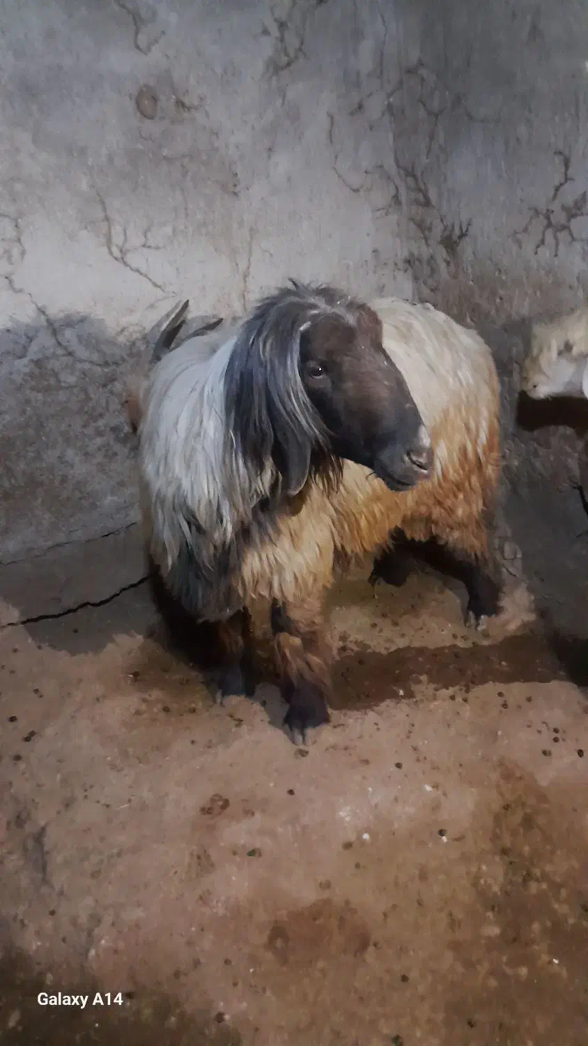 فروش قوچ بختیاری اصل تیشتر پازنی میش زاییده|حیوانات مزرعه|قلعه ممبی, |دیوار