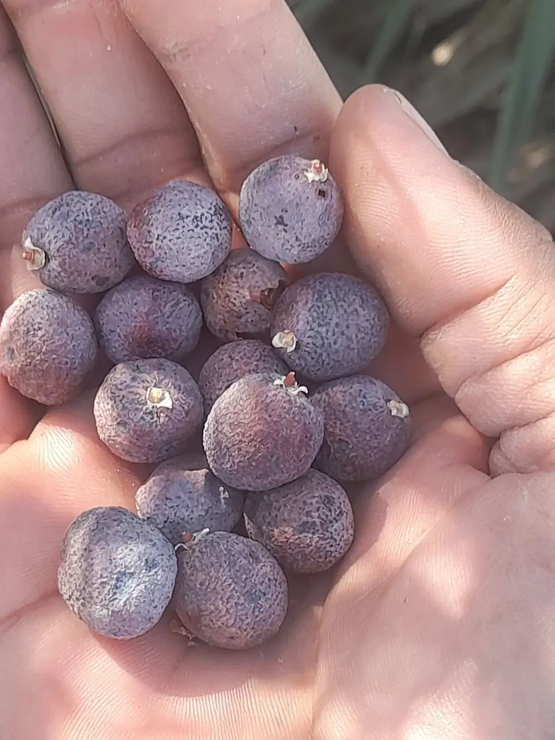 کونل  یا همون  خرما  کوهی شهرستان سرباز موجود|عمده‌فروشی|چابهار, |دیوار