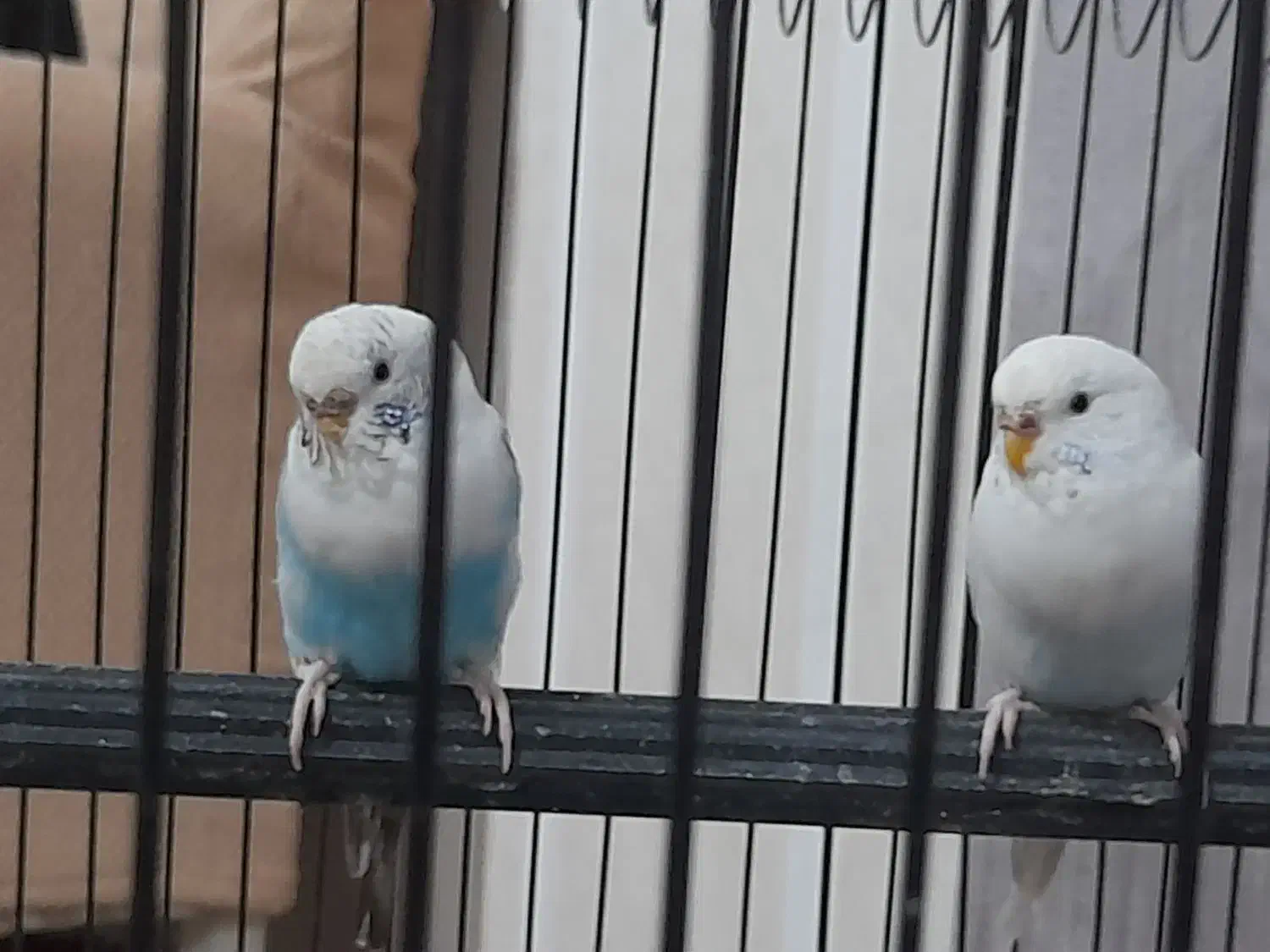 مرغ عشق|پرنده|سامان, |دیوار