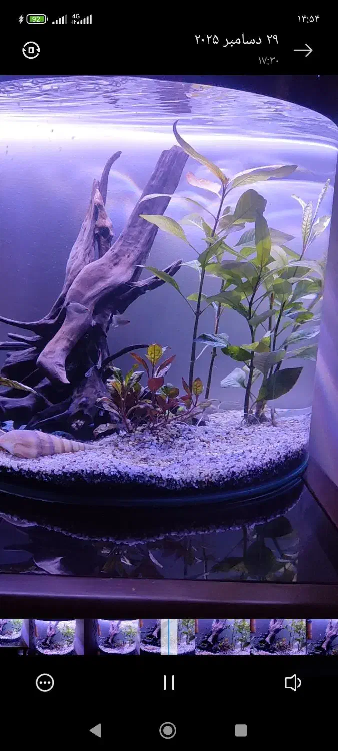 اکواریوم|ماهی|محمدشهر, شهرک پیام (مهرالبرز)|دیوار