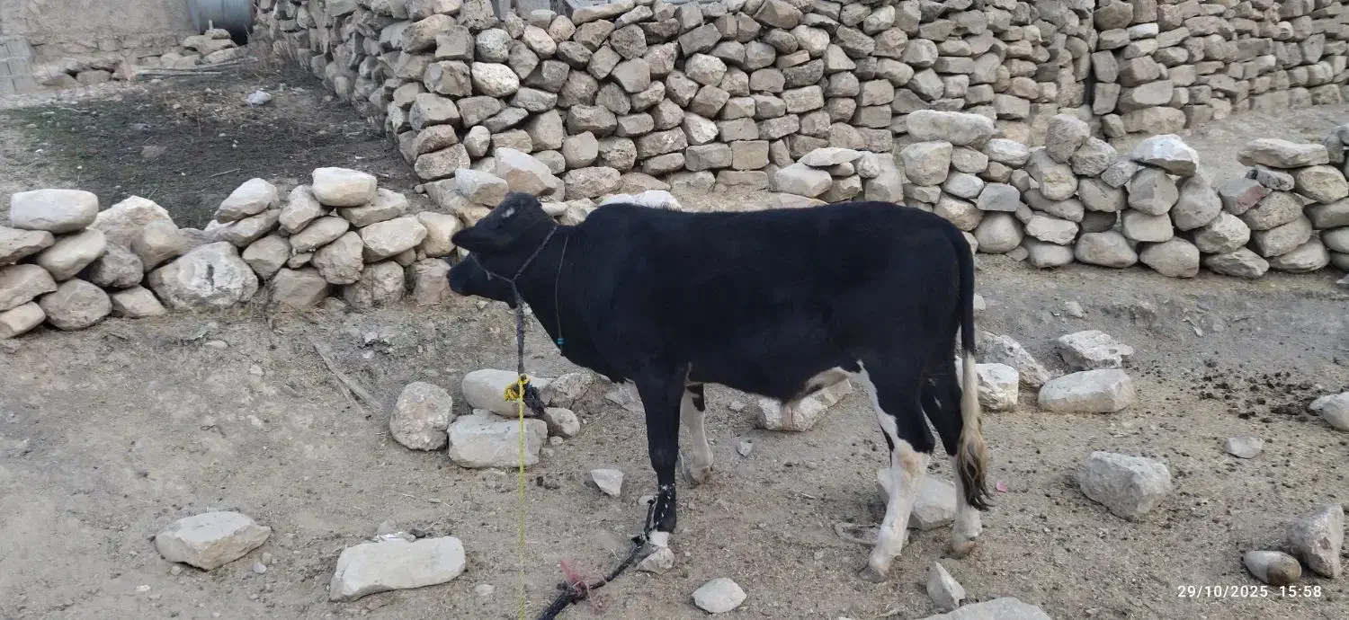 گوساله|حیوانات مزرعه|بازفت, |دیوار