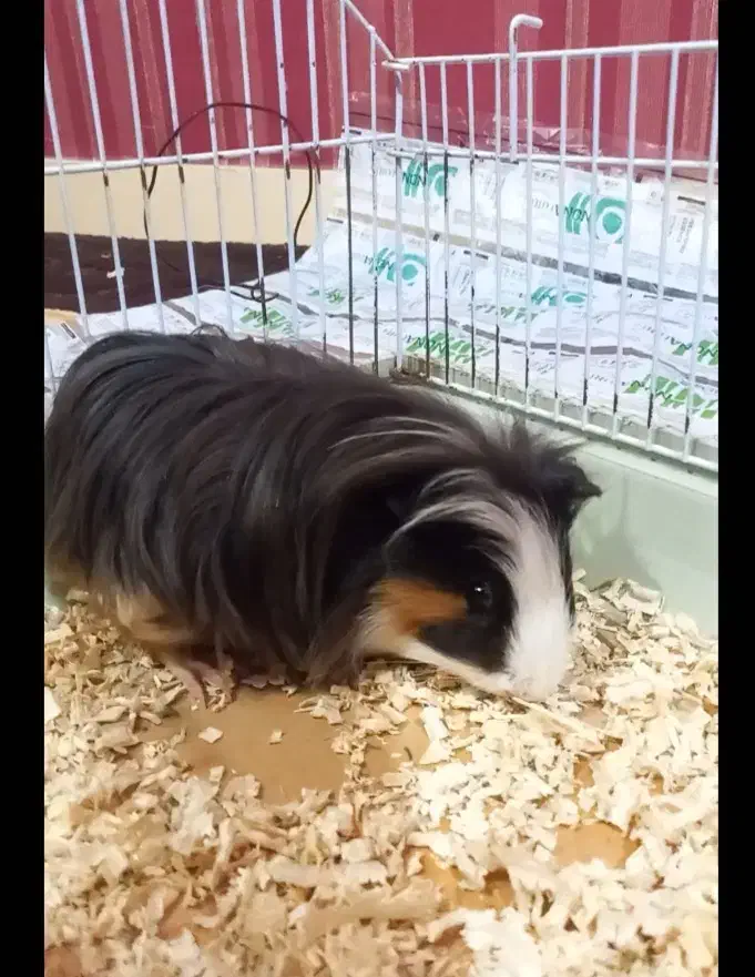 همستر، خوکچه هندی|موش و خرگوش|اهواز, آریاشهر|دیوار