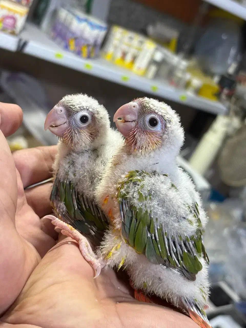 جوجه های سرلاکی گرینچیک|پرنده|ساری, |دیوار