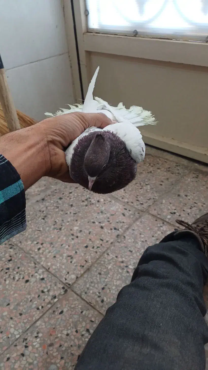 ماده کله سرخ|پرنده|فردوس (خراسان), |دیوار