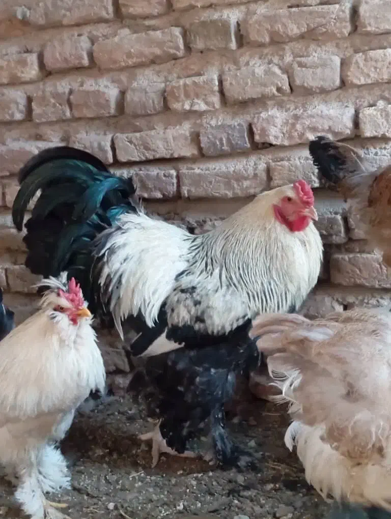 خروس|حیوانات مزرعه|پاریز, |دیوار