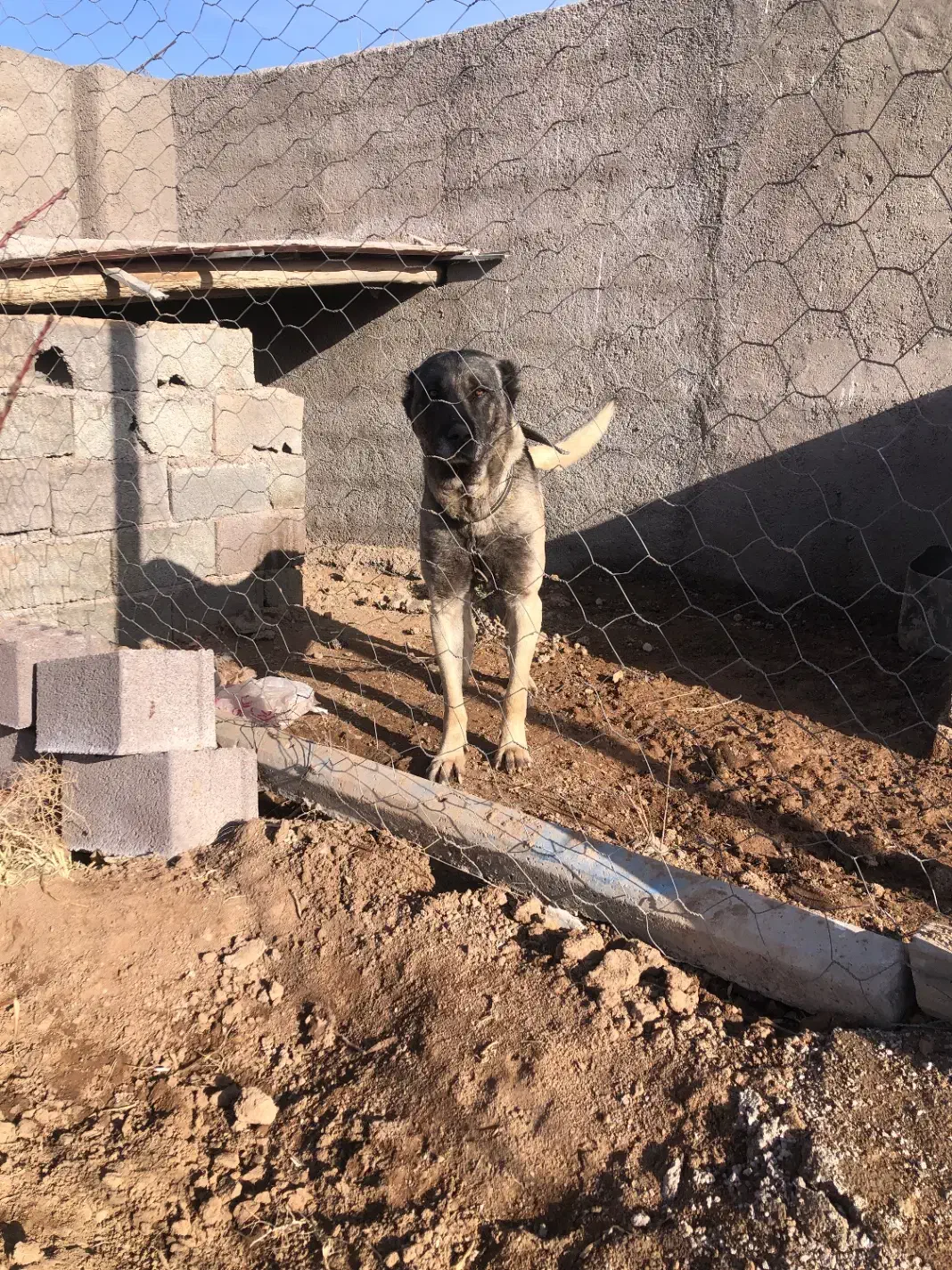 واگذاری سگ سرابی|سگ|تهران, میدان میوه و تره‌بار مرکزی|دیوار