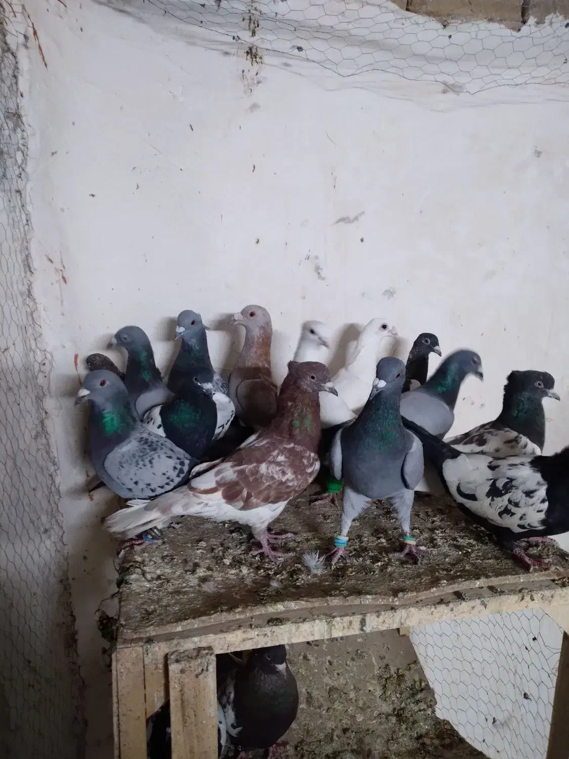 کفتر پرشی|پرنده|مشهد, ابرغن|دیوار