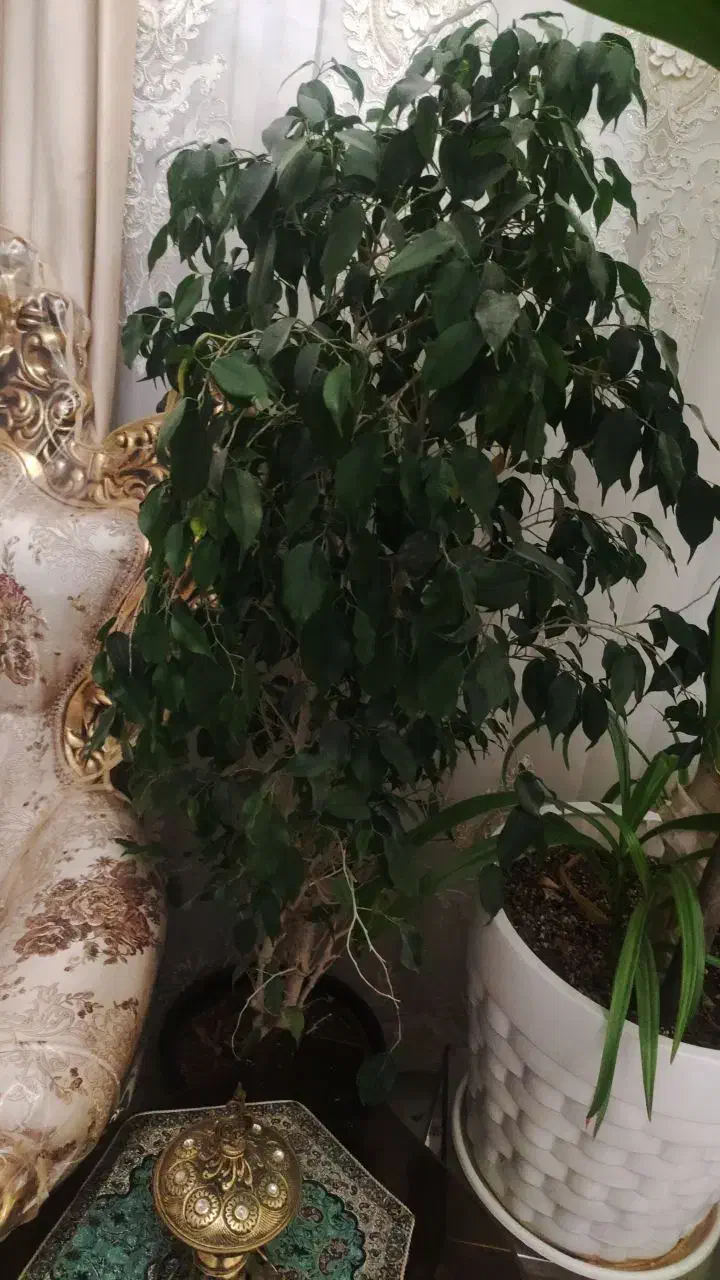 گل و گلدان|گل و گیاه طبیعی|شهریار, کهنز|دیوار