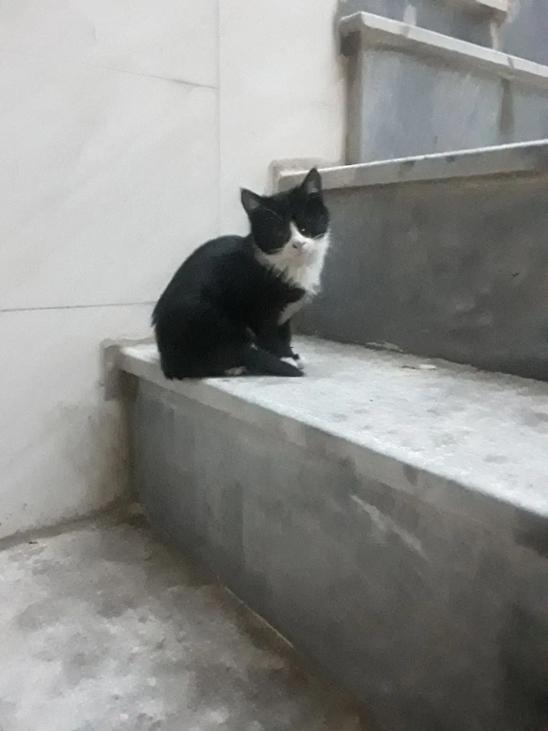 واگزاری ۲بچه گربه|گربه|تبریز, |دیوار