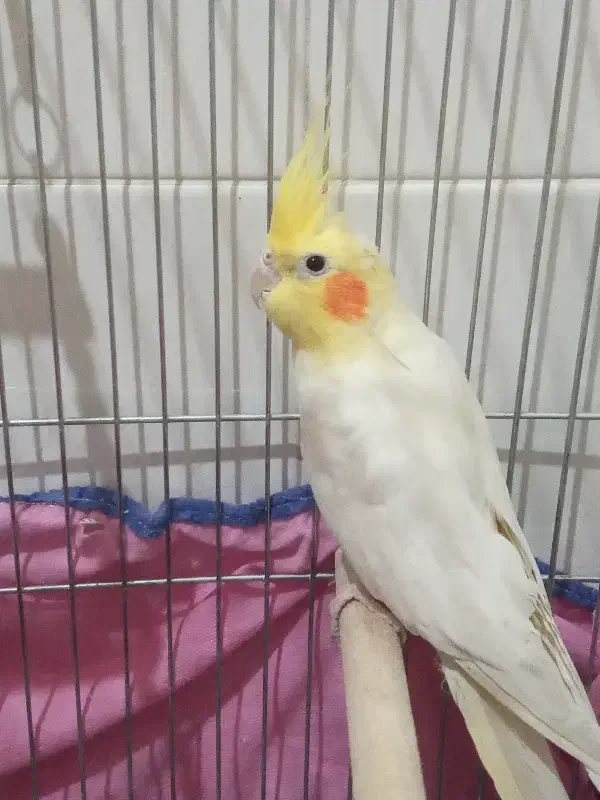 پرنده|پرنده|محمدیه-قزوین, |دیوار