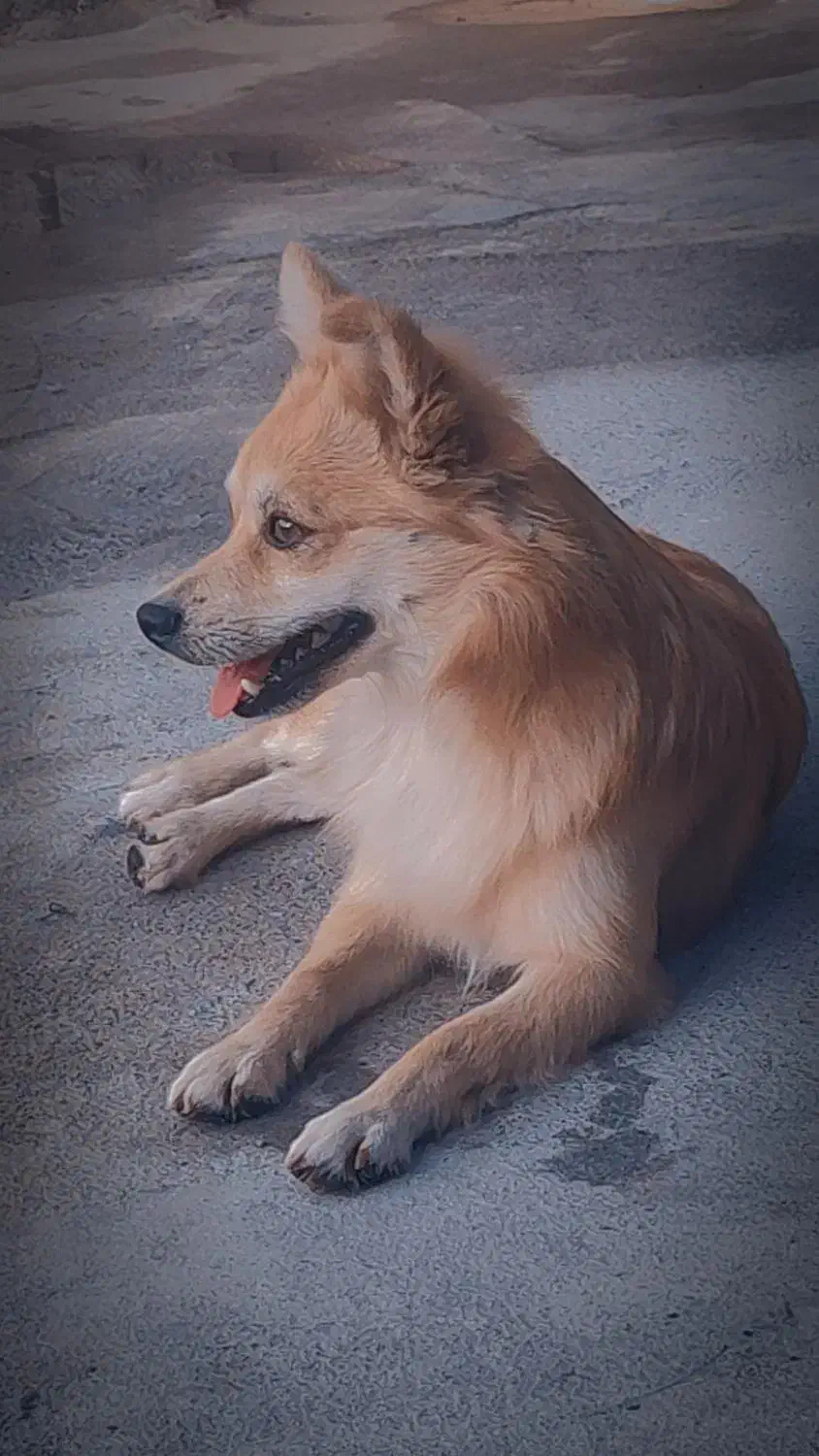 گم شده|سگ|جیرفت, |دیوار