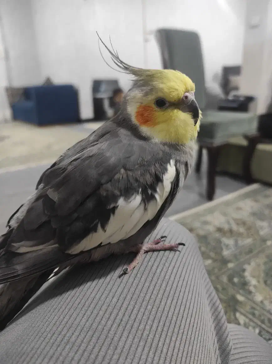 عروس هلندی گم شده|حیوانات|شوشتر, |دیوار