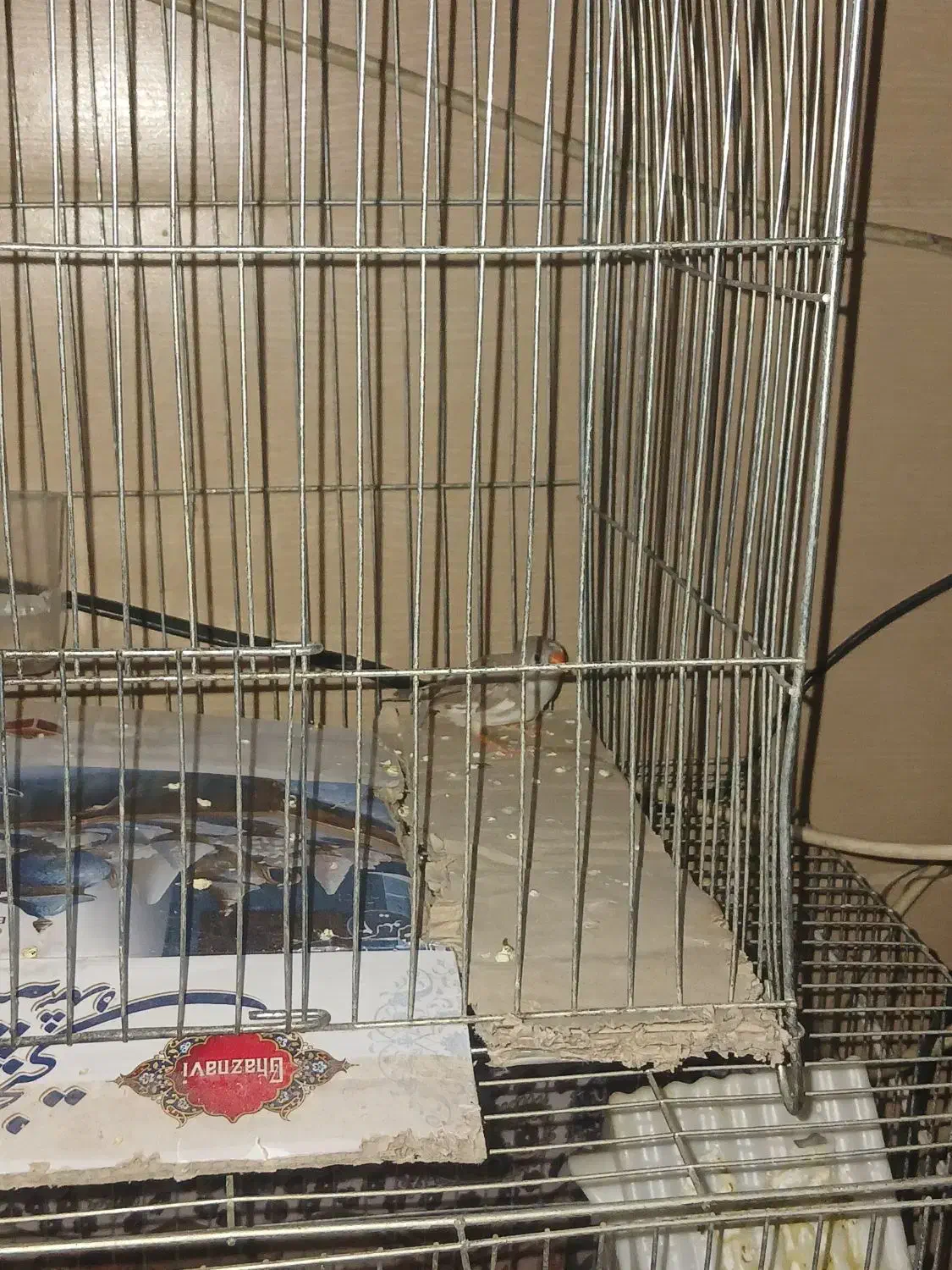 فنچ|پرنده|کرمان, |دیوار